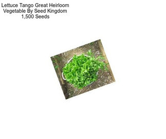 Lettuce Tango Great Heirloom Vegetable By Seed Kingdom 1,500 Seeds