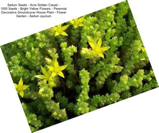 Sedum Seeds - Acre Golden Carpet - 1000 Seeds - Bright Yellow Flowers - Perennial Decorative Groundcover House Plant - Flower Garden - Sedum spurium