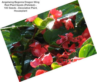 Angelwing Begonia Dragon Wing Red Plant Seeds (Pelleted) - 100 Seeds - Decorative Plant, Houseplant