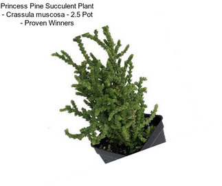 Princess Pine Succulent Plant - Crassula muscosa - 2.5\