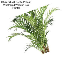 D&W Silks 8\' Kentia Palm in Weathered Wooden Box Planter