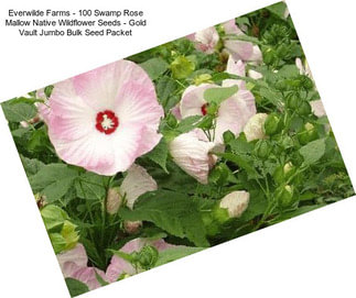 Everwilde Farms - 100 Swamp Rose Mallow Native Wildflower Seeds - Gold Vault Jumbo Bulk Seed Packet