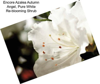 Encore Azalea Autumn Angel, Pure White Re-blooming Shrub