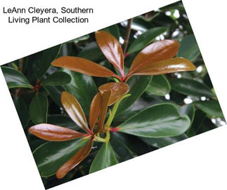 LeAnn Cleyera, Southern Living Plant Collection