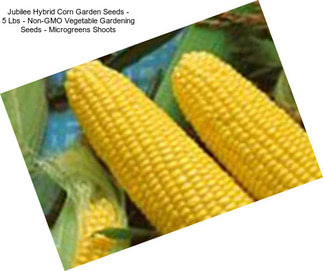 Jubilee Hybrid Corn Garden Seeds - 5 Lbs - Non-GMO Vegetable Gardening Seeds - Microgreens Shoots
