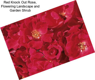 Red Knock Out Rose, Flowering Landscape and Garden Shrub