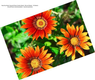 New Day Series Gazania Flower Garden Seeds - Bronze Shades - 100 Seeds - Annual Flower Gardening Seeds - Gazania splendens