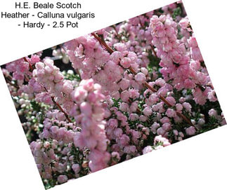 H.E. Beale Scotch Heather - Calluna vulgaris - Hardy - 2.5\