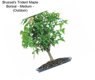 Brussel\'s Trident Maple Bonsai - Medium - (Outdoor)