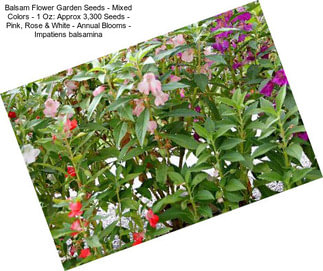 Balsam Flower Garden Seeds - Mixed Colors - 1 Oz: Approx 3,300 Seeds - Pink, Rose & White - Annual Blooms - Impatiens balsamina