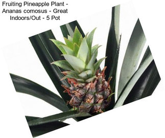 Fruiting Pineapple Plant - Ananas comosus - Great Indoors/Out - 5\