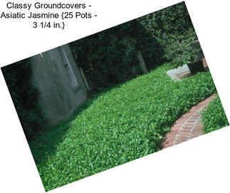 Classy Groundcovers - Asiatic Jasmine {25 Pots - 3 1/4 in.}