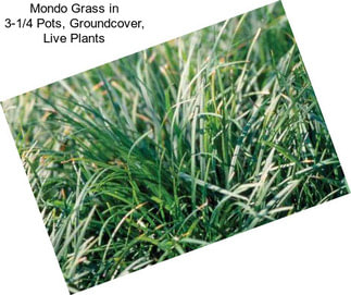 Mondo Grass in 3-1/4\