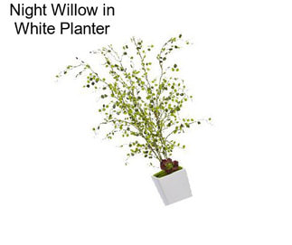 Night Willow in White Planter