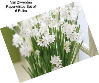 Van Zyverden Paperwhites Set of 5 Bulbs