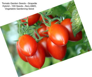 Tomato Garden Seeds - Grapette Hybrid - 100 Seeds - Non-GMO, Vegetable Gardening Seed