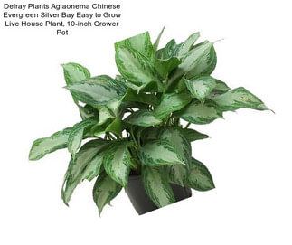 Delray Plants Aglaonema Chinese Evergreen Silver Bay Easy to Grow Live House Plant, 10-inch Grower Pot