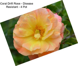 Coral Drift Rose - Disease Resistant - 4\