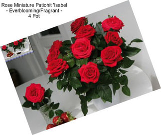 Rose Miniature Patiohit \'Isabel\