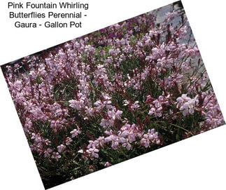 Pink Fountain Whirling Butterflies Perennial - Gaura - Gallon Pot