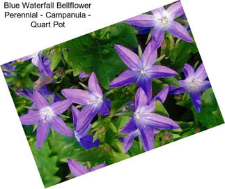 Blue Waterfall Bellflower Perennial - Campanula - Quart Pot