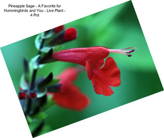 Pineapple Sage - A Favorite for Hummingbirds and You - Live Plant - 4\