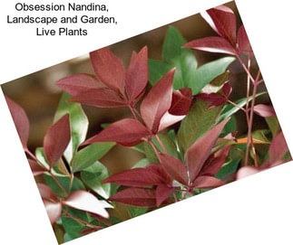 Obsession Nandina, Landscape and Garden, Live Plants