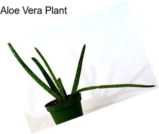 Aloe Vera Plant