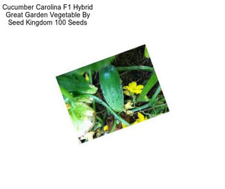 Cucumber Carolina F1 Hybrid Great Garden Vegetable By Seed Kingdom 100 Seeds