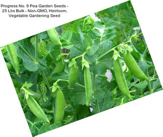 Progress No. 9 Pea Garden Seeds - 25 Lbs Bulk - Non-GMO, Heirloom, Vegetable Gardening Seed