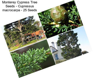 Monterey Cypress Tree Seeds - Cupressus macrocarpa - 25 Seeds