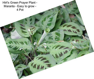 Hirt\'s Green Prayer Plant - Maranta - Easy to grow - 4\