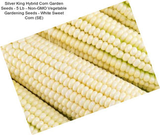 Silver King Hybrid Corn Garden Seeds - 5 Lb - Non-GMO Vegetable Gardening Seeds - White Sweet Corn (SE)