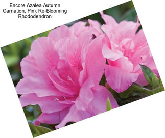 Encore Azalea Autumn Carnation, Pink Re-Blooming Rhododendron