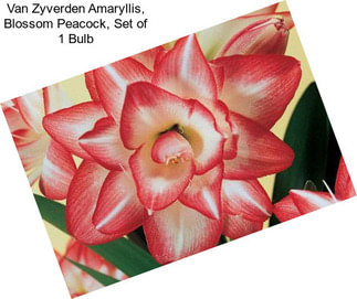 Van Zyverden Amaryllis, Blossom Peacock, Set of 1 Bulb