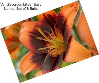 Van Zyverden Lilies, Easy Samba, Set of 8 Bulbs