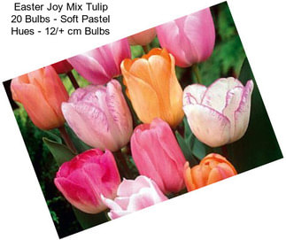 Easter Joy Mix Tulip 20 Bulbs - Soft Pastel Hues - 12/+ cm Bulbs
