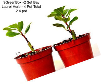 9GreenBox -2 Set Bay Laurel Herb - 4\