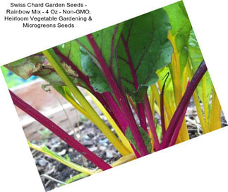 Swiss Chard Garden Seeds - Rainbow Mix - 4 Oz - Non-GMO, Heirloom Vegetable Gardening & Microgreens Seeds