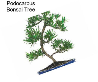 Podocarpus Bonsai Tree