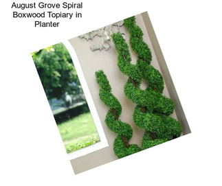August Grove Spiral Boxwood Topiary in Planter