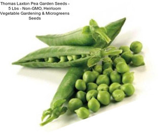 Thomas Laxton Pea Garden Seeds - 5 Lbs - Non-GMO, Heirloom Vegetable Gardening & Microgreens Seeds