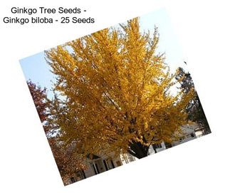 Ginkgo Tree Seeds - Ginkgo biloba - 25 Seeds