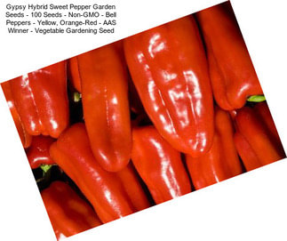 Gypsy Hybrid Sweet Pepper Garden Seeds - 100 Seeds - Non-GMO - Bell Peppers - Yellow, Orange-Red - AAS Winner - Vegetable Gardening Seed