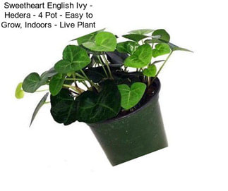 Sweetheart English Ivy - Hedera - 4\