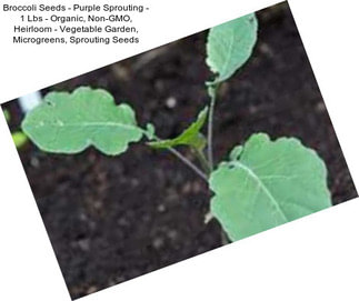Broccoli Seeds - Purple Sprouting - 1 Lbs - Organic, Non-GMO, Heirloom - Vegetable Garden, Microgreens, Sprouting Seeds