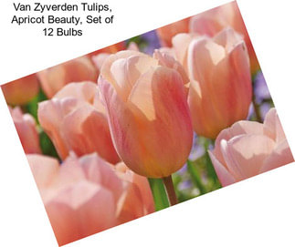 Van Zyverden Tulips, Apricot Beauty, Set of 12 Bulbs