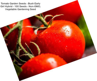 Tomato Garden Seeds - Bush Early Girl Hybrid - 100 Seeds - Non-GMO, Vegetable Gardening Seed