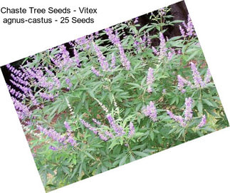 Chaste Tree Seeds - Vitex agnus-castus - 25 Seeds