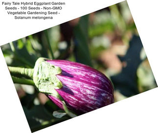 Fairy Tale Hybrid Eggplant Garden Seeds - 100 Seeds - Non-GMO Vegetable Gardening Seed - Solanum melongena